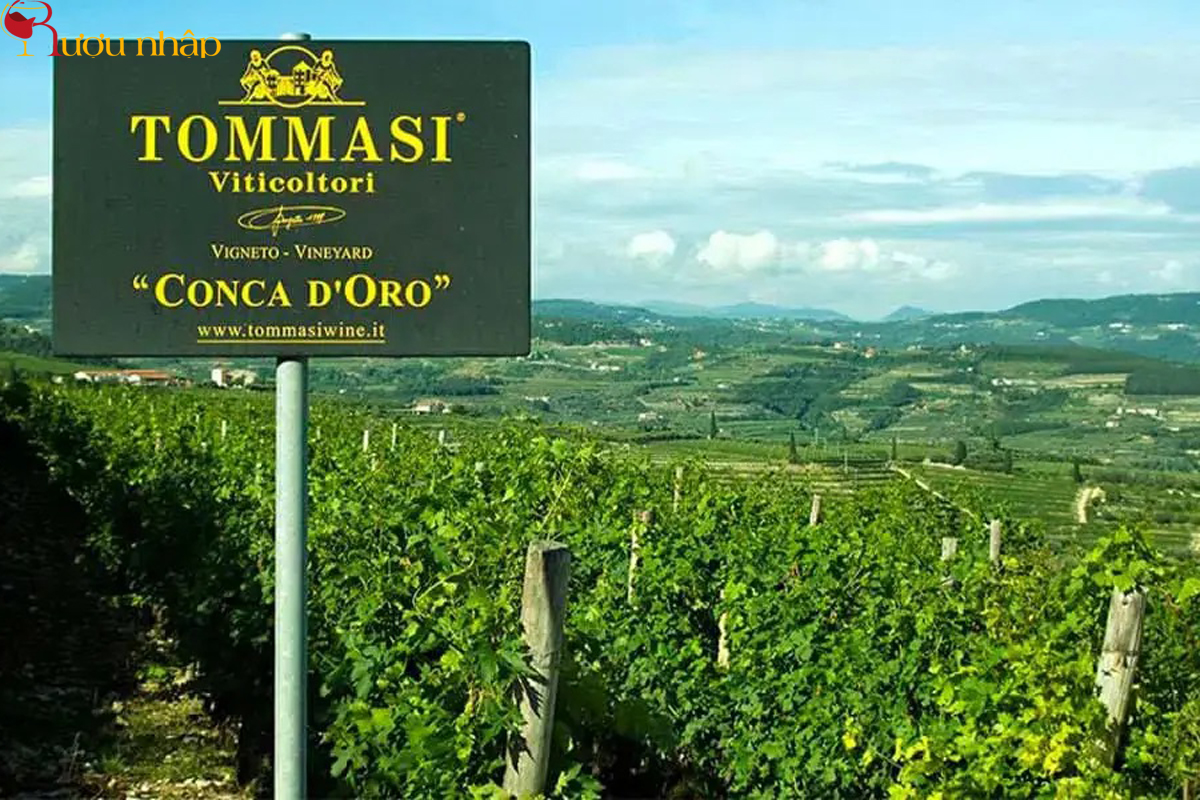 Conca d'Oro Vineyard