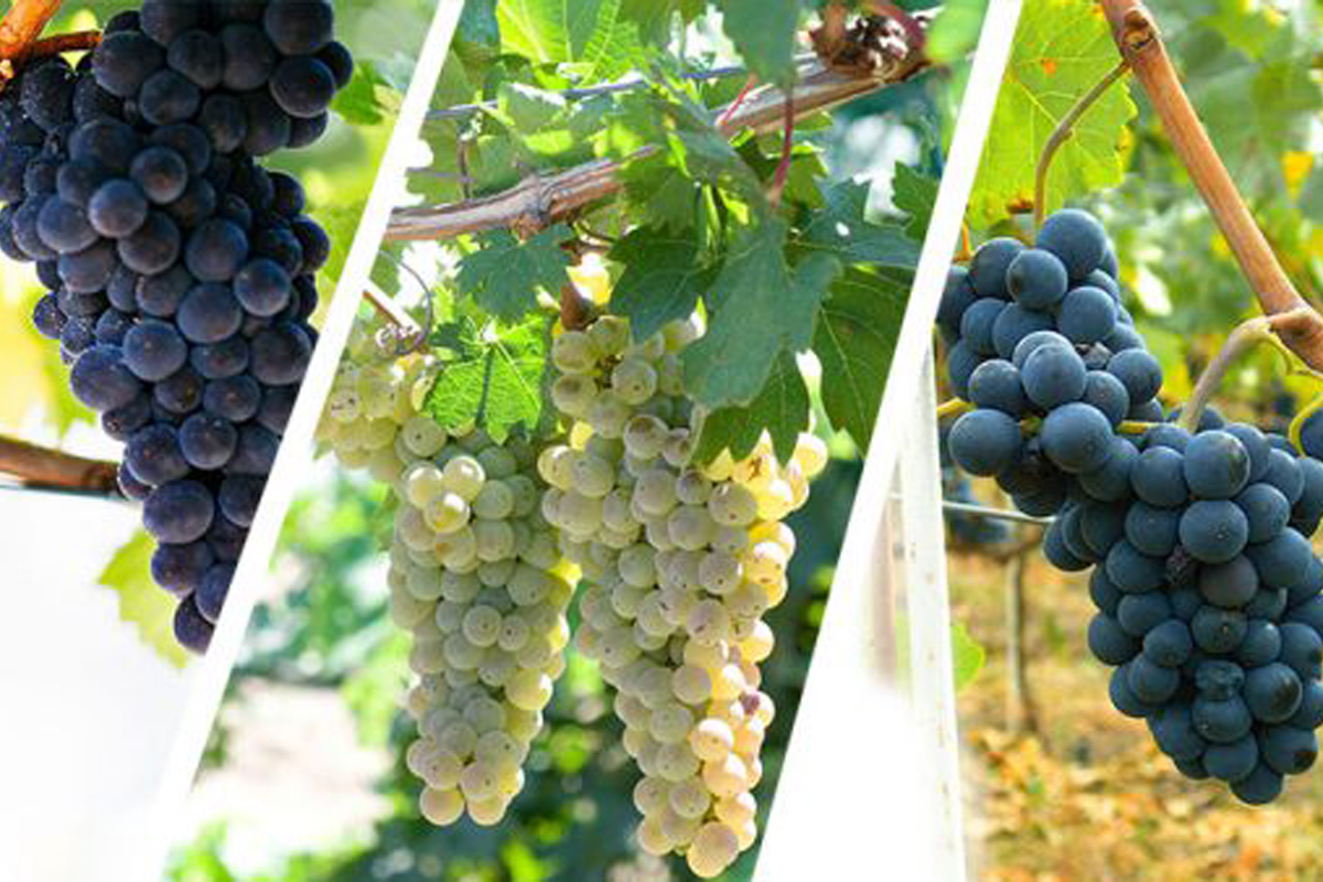 Pinot Noir, Pinot Meunier và Chardonnay là 3 giống nho sản xuất rượu Champagne.