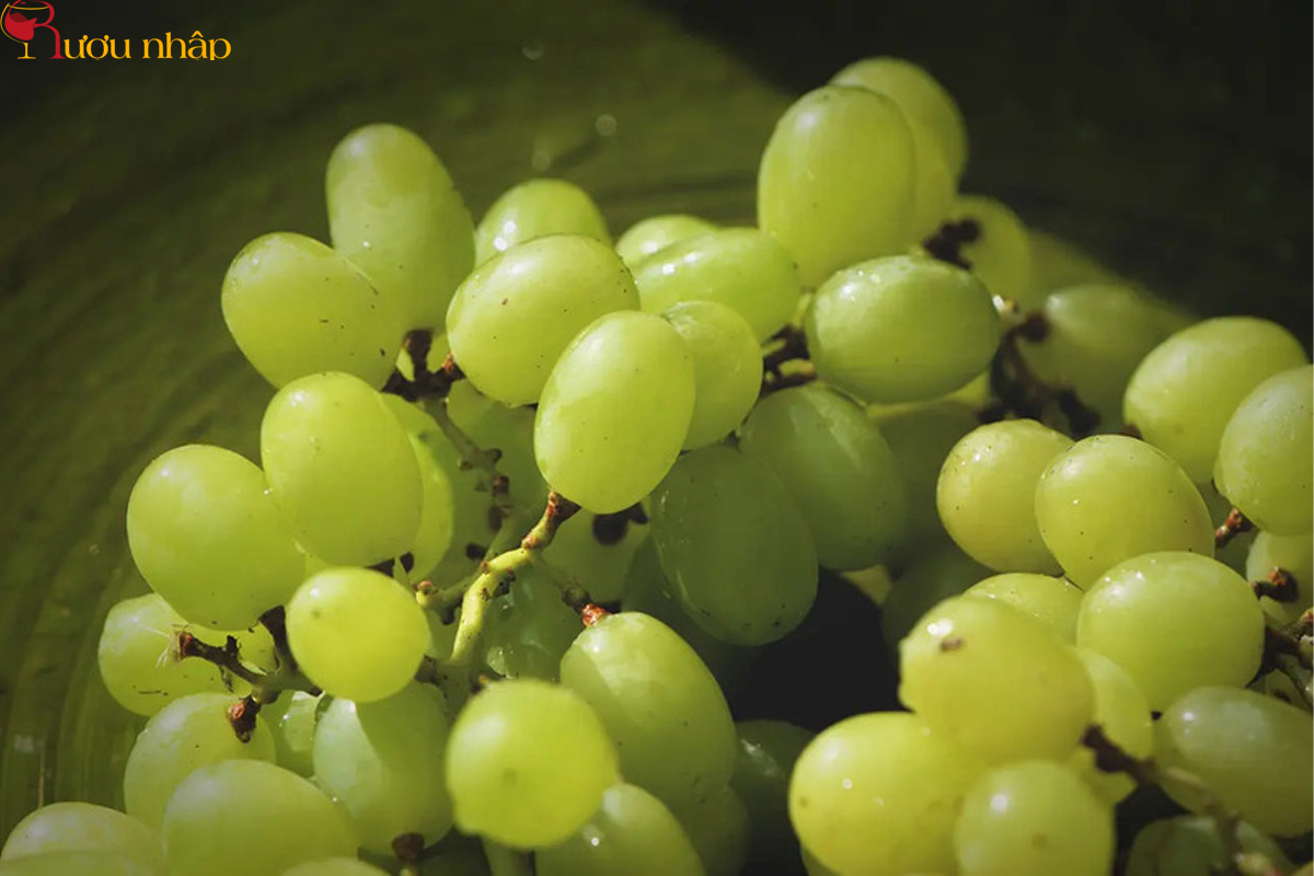 Giống nho may mắn Aledo