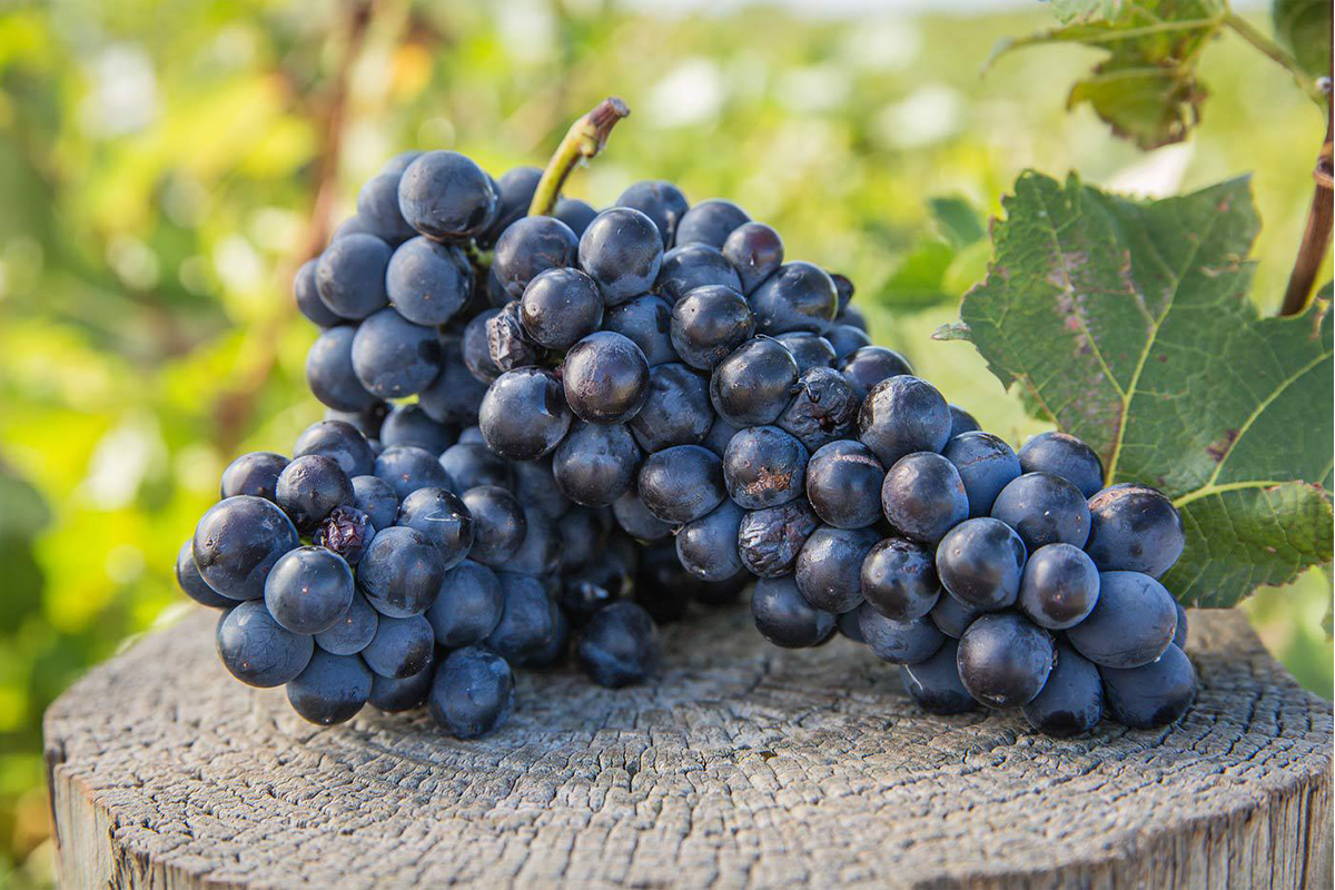 Giống nho Shiraz
