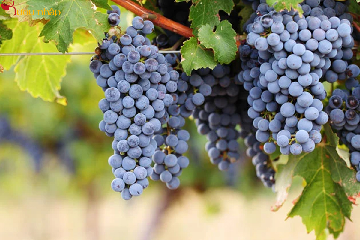 Cabernet Sauvignon - Giống nho thường dùng để sản xuất rượu vang