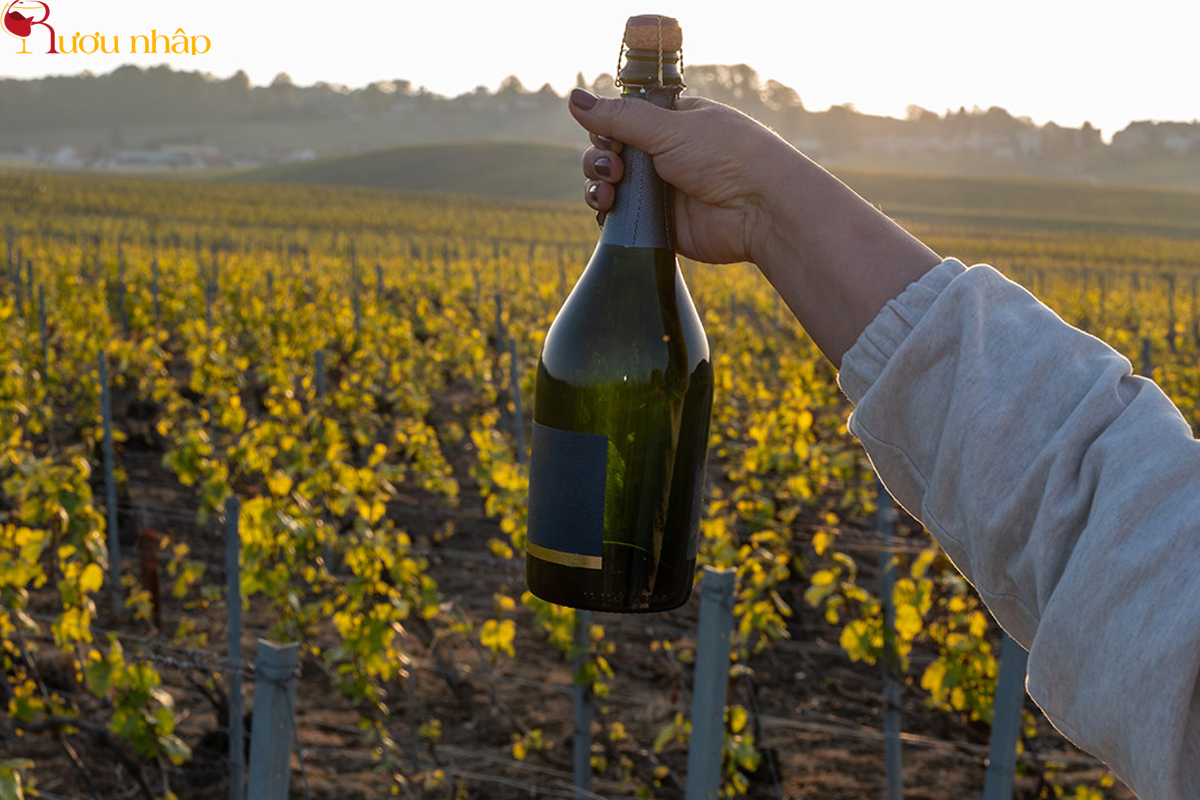 Champagne là gì?